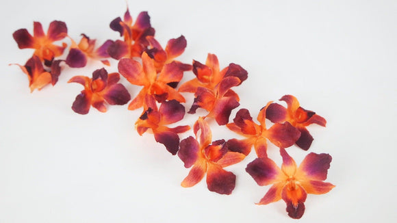 Orchid Dendrobium dried Earth Matters - 15 heads - Tropical orange 370
