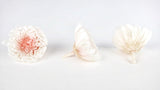 Chrysantheme Mille-feuille konserviert Earth Matters - 6 Köpfe - White pink 011 - Si-nature
