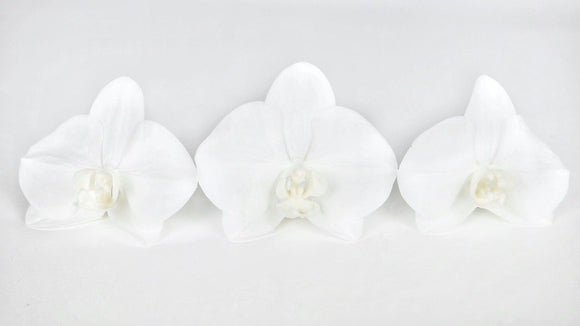Orchid preserved Earth Matters - 3 heads - Pure white 001