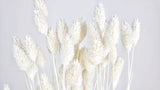 Dried phalaris - 1 bunch  - White