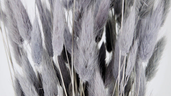 Bunny Tail Grass - 1 bunch - dolphin grey