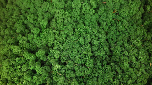 Lichen preserved - 5 kg - Forest green