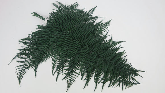 Coral fern preserved - 6 stems - Green