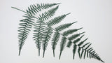 Coral fern preserved - 6 stems - Green