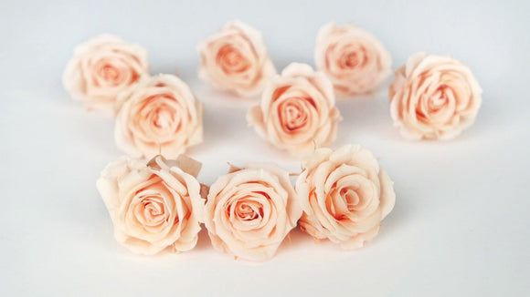 Roses preserved Izumi Earth Matters - 9 heads - Creamy peach 371