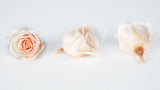 Rosen konserviert Izumi Earth Matters - 9 Köpfe - Creamy peach 371 - Si-nature