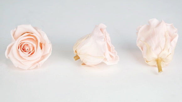 Stabilisierte Rosen Kiara 5 cm - 8 Stück - Porcelain pink - Si-nature