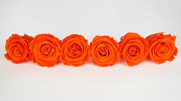 Preserved roses Kiara 6 cm - 6 rose heads - Orange flame