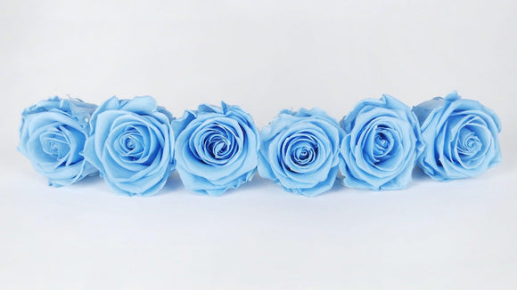 Preserved roses Kiara 6 cm - 6 rose heads - Baby blue