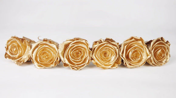 Stabilisierte Rosen Kiara 6 cm - 6 Stück - Gold - Si-nature