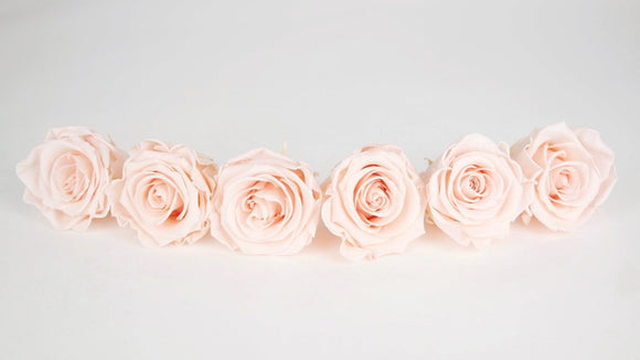 Preserved roses Kiara  6 cm - 6 rose heads - Porcelain pink