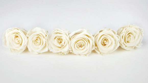 Preserved roses Kiara 6 cm - 6 rose heads - Pearl white