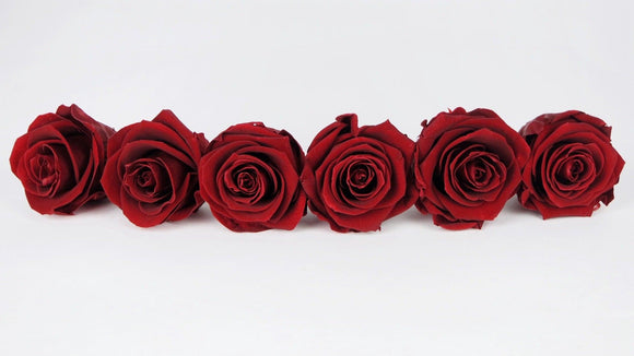 Stabilisierte Rosen Kiara 6 cm - 6 Stück - Royal red