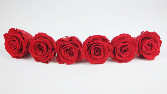 Preserved roses Kiara  6 cm - 6 heads - Vibrant red