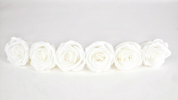 Preserved roses Kiara  6 cm - 6 rose heads - Pure white