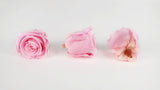 Stabilisierte Rosen Kiara 5 cm - 8 Stück - Bridal pink - Si-nature