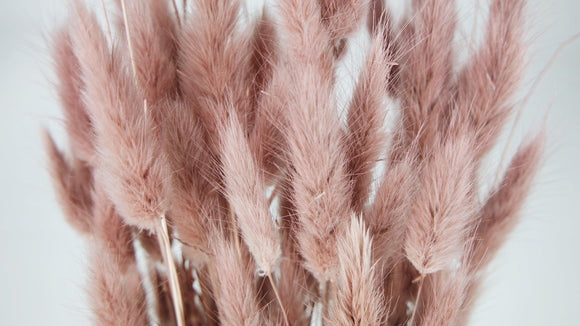 Bunny Tail Grass - 1 bunch - Blush