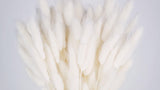 Lagurus getrocknet - 1 Bund - Weiß - Si-nature