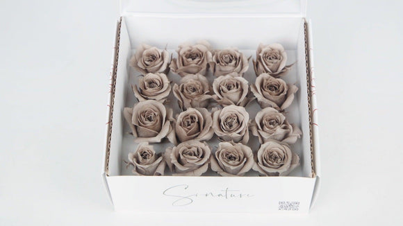 Preserved roses 1 cm - 16 heads - Latte
