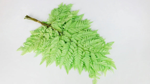 Leather fern preserved - 10 stems - Spring green