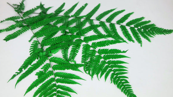 Leather fern preserved 80 cm - 10 stems - Grass green