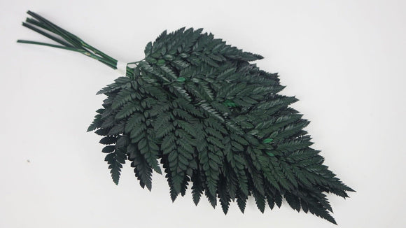 Leather fern preserved Premium - 6 stems - Green