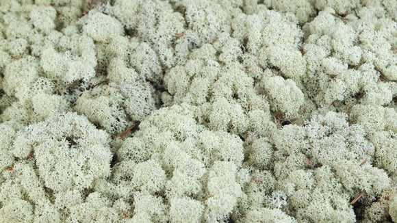 Lichen preserved - 500 g - Natural colour ivory