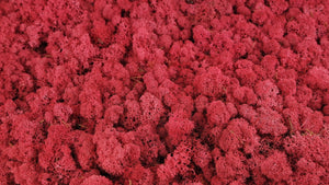Lichen preserved - 2,5 kg - Crimson