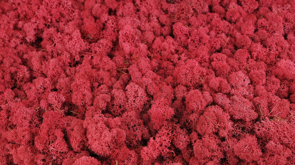 Lichen preserved - 5 kg - Crimson