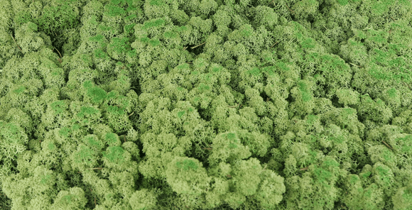 Lichen preserved - 500 g - Medium green