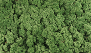 Lichen preserved - 500 g - Moss green