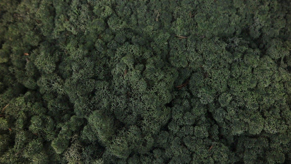 Lichen preserved - 5 kg - Pine green