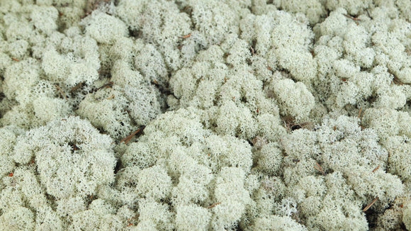 Lichen preserved - 5 kg - Natural colour ivory