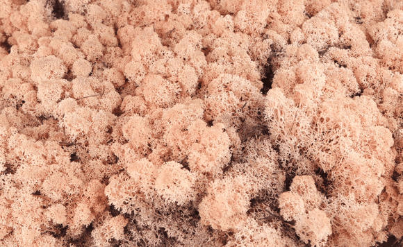 Lichen preserved - 5 kg - Peach