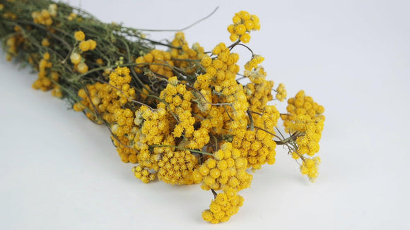 Dried Lona  - 1 bunch - Natural colour yellow