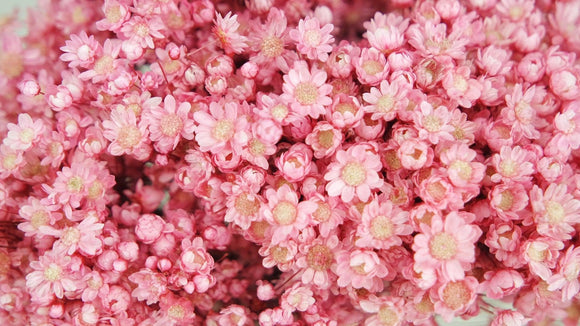 Dried marcela - 1 bunch - Light pink