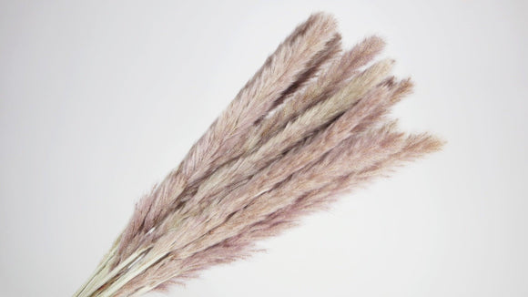 Mini Pampa dried - 15 stems - Natural colour