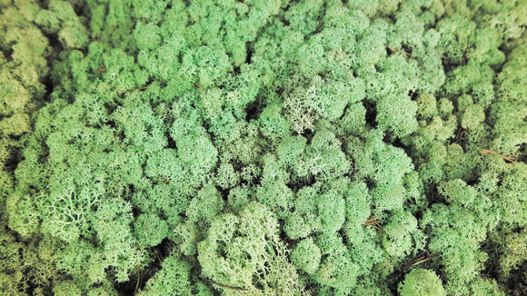 Lichen preserved - 5 kg - Mint