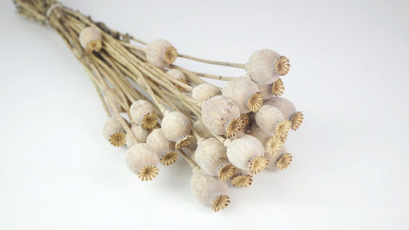 Dried Poppy - 1 bunch - Natural colour