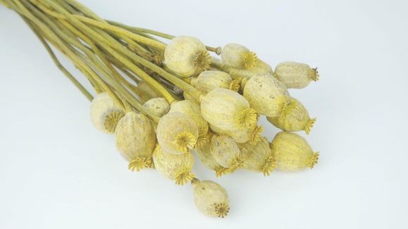 Dried Poppy - 1 bunch - Yellow