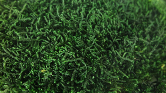 Preserved Flat moss - box 1.5 sqm - Green