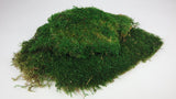 Musgo de trapo preservado - 500 g - Verde