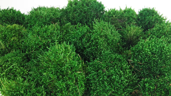 Moss provence preserved - small box - Dark green