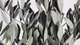 Olivenzweige konserviert - 1 Bund - Grün - Si-nature