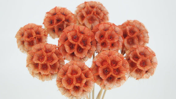 Scabiosa stellata - 10 stems - Orange
