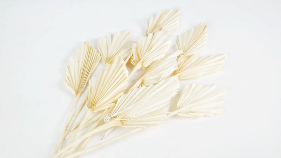 Dried Palm spear S - 10 stems - Bleached