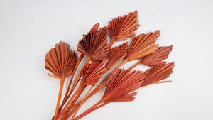 Dried Palm spear S - 10 stems - Terracotta