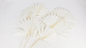 Palm Sun - 6 stems - White