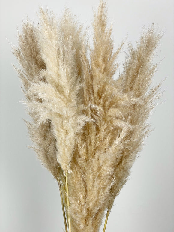 Dried Pampa Grass fluffy 115 cm - 5 stems - Natural colour