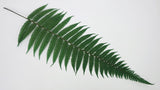 Parchment fern preserved - 10 stems - Green
